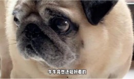 哈皮马最新转盘爆料,惊喜福利等你来拿！